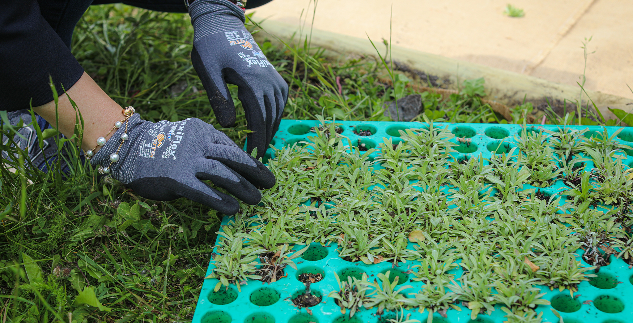 Plantation manuelle de petits plants d'edelweiss