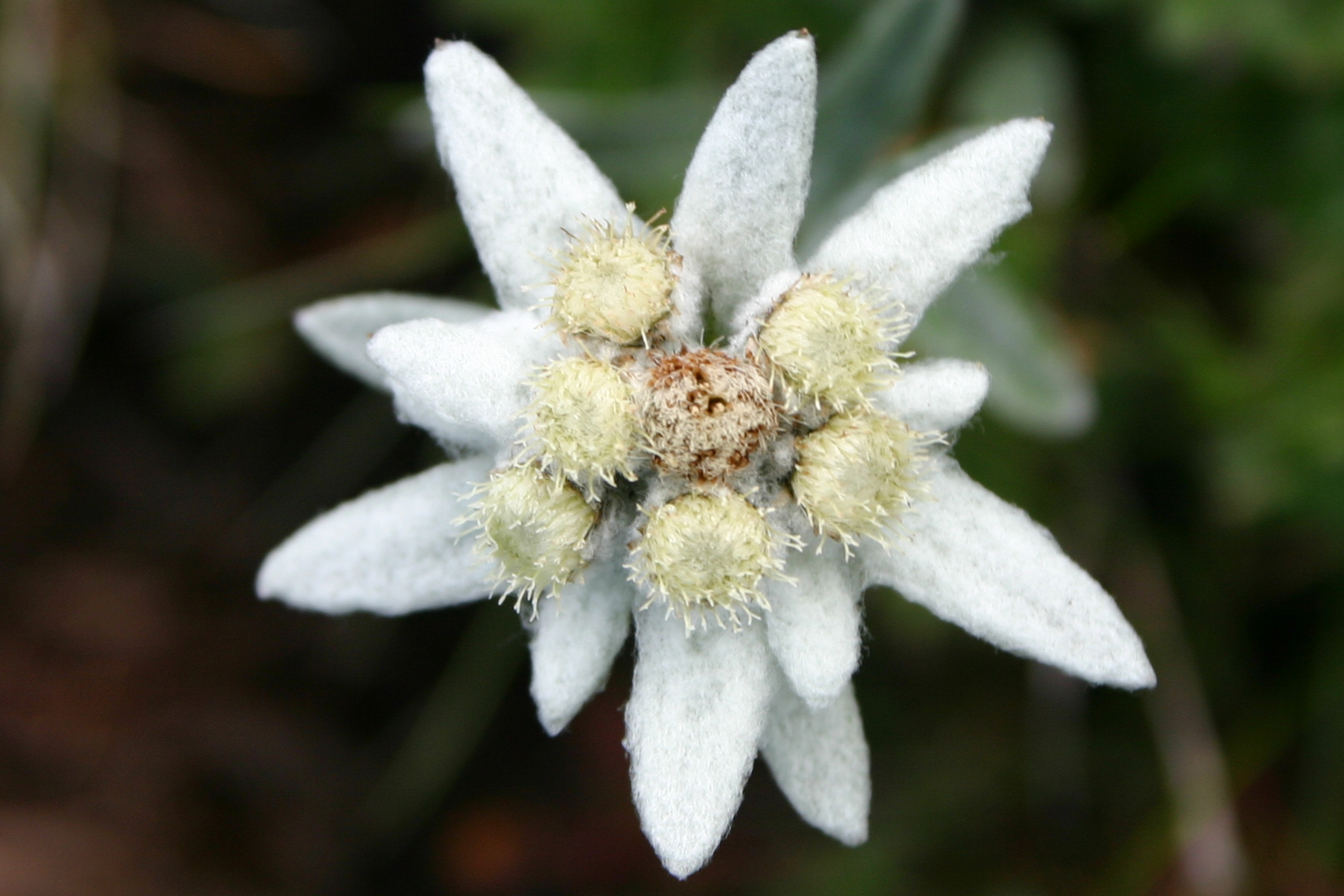 Stella alpina